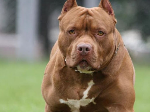 Padre e figlia azzannati da un pitbull