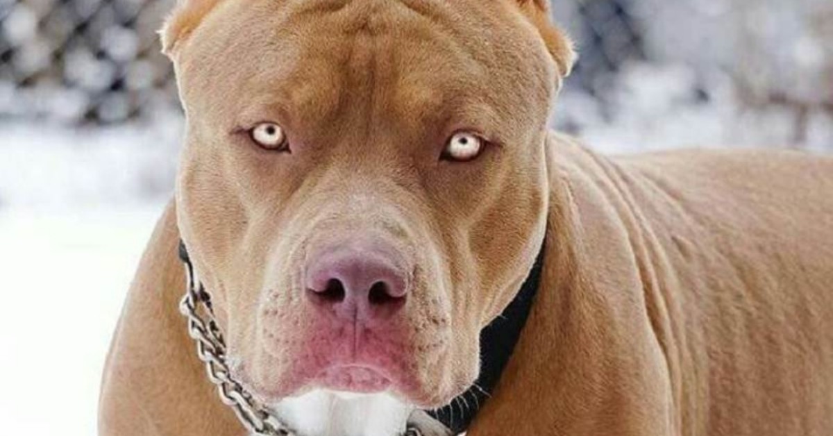 Padre e figlia azzannati da un pitbull