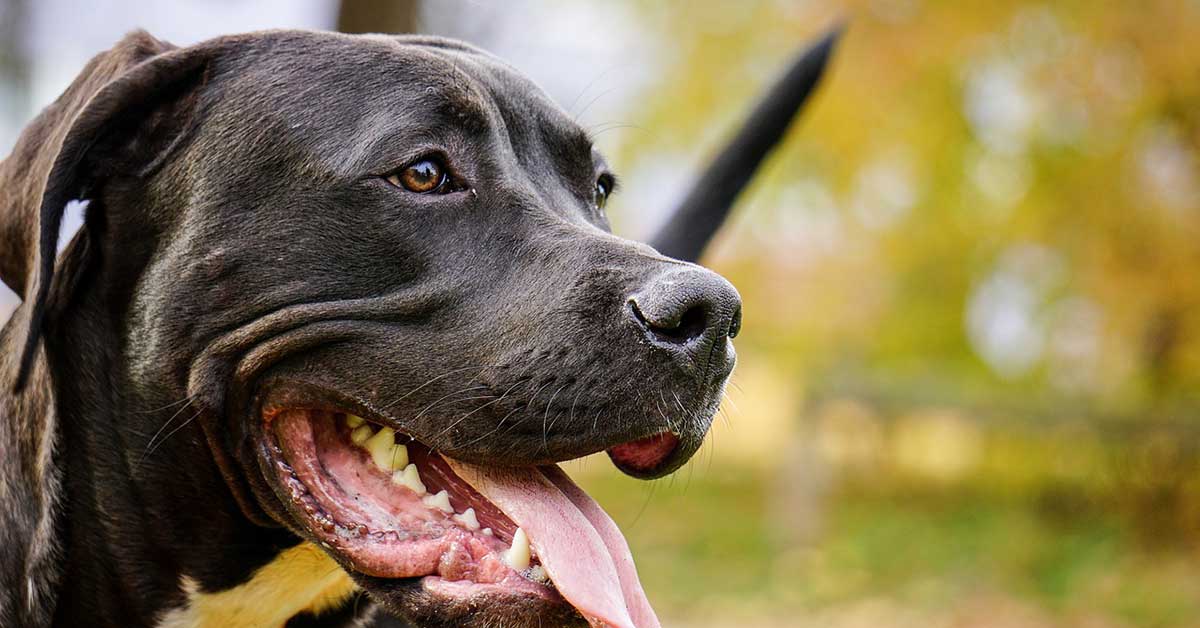 Pitbull incinta di un Pinscher