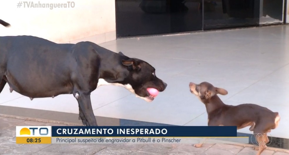 Kiara la pitbull incinta di Thor