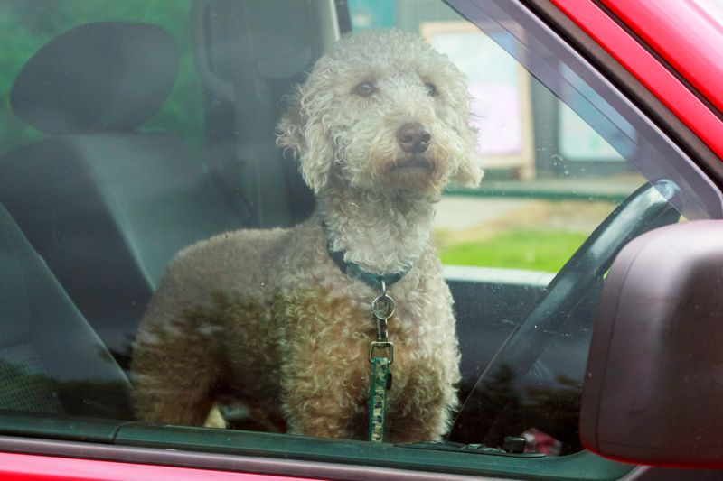 poliziotto salva cane chiuso in macchina