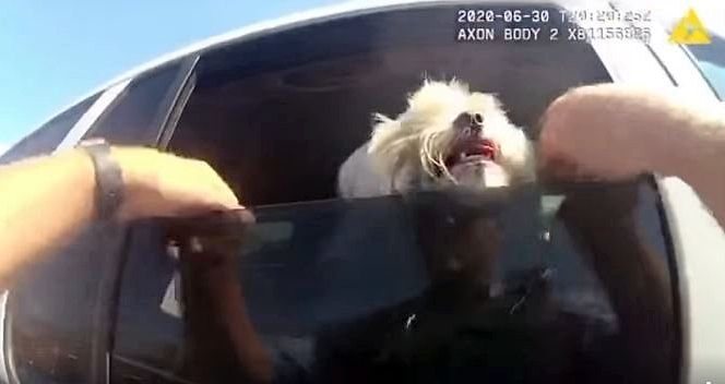 poliziotto salva cane chiuso in macchina