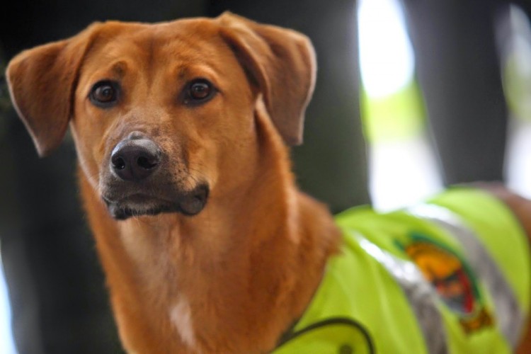 Il cane salvato diventa poliziotto