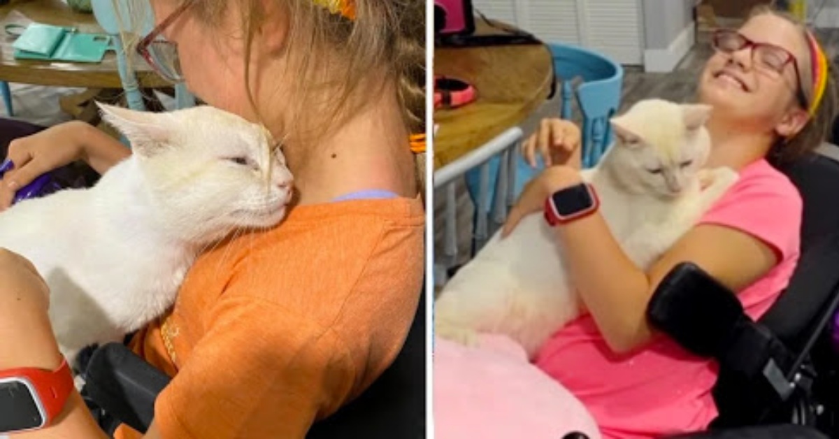 Il primo incontro tra Sinatra il gatto e Kiley la ragazza che lo ha adottato