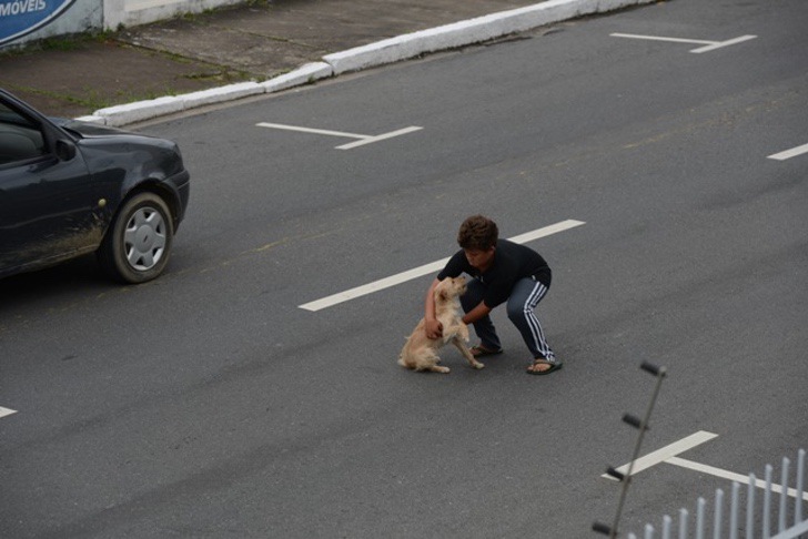 Cane investito in mezzo alla strada