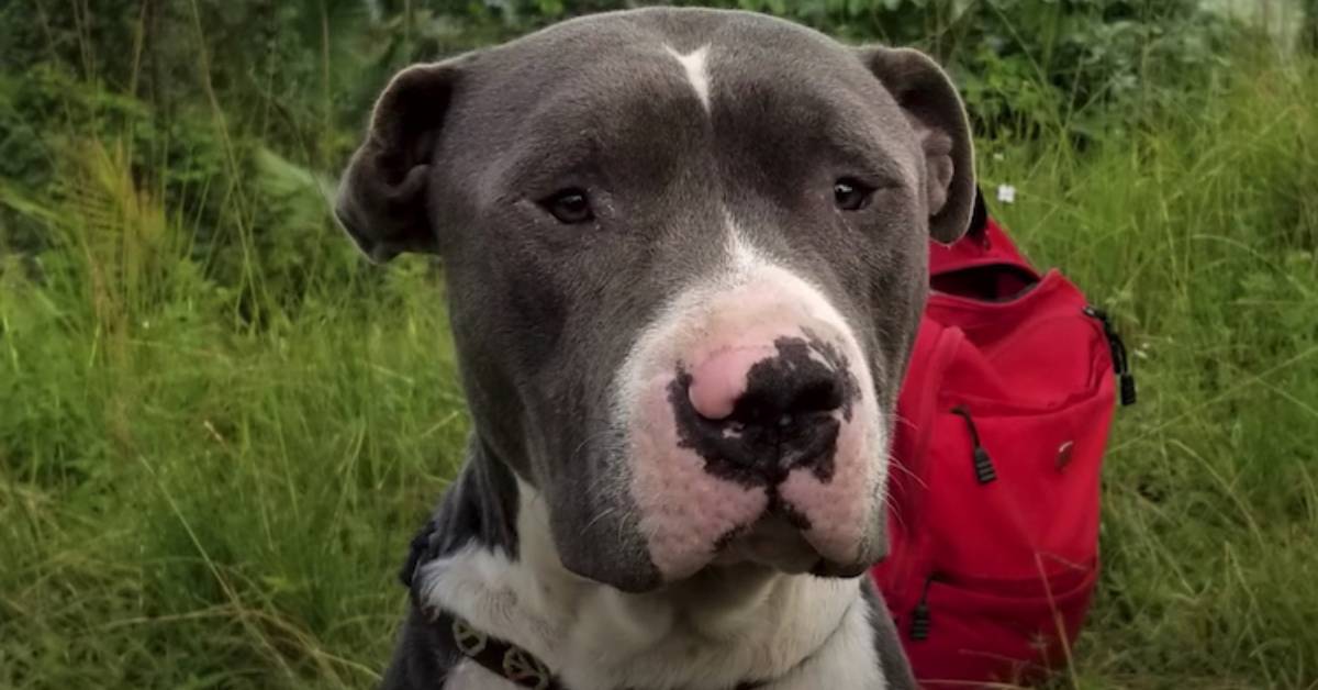 Ragnar, il pitbull abbandonato legato in cima ad una torre nel mezzo della giungla: il video del salvataggio