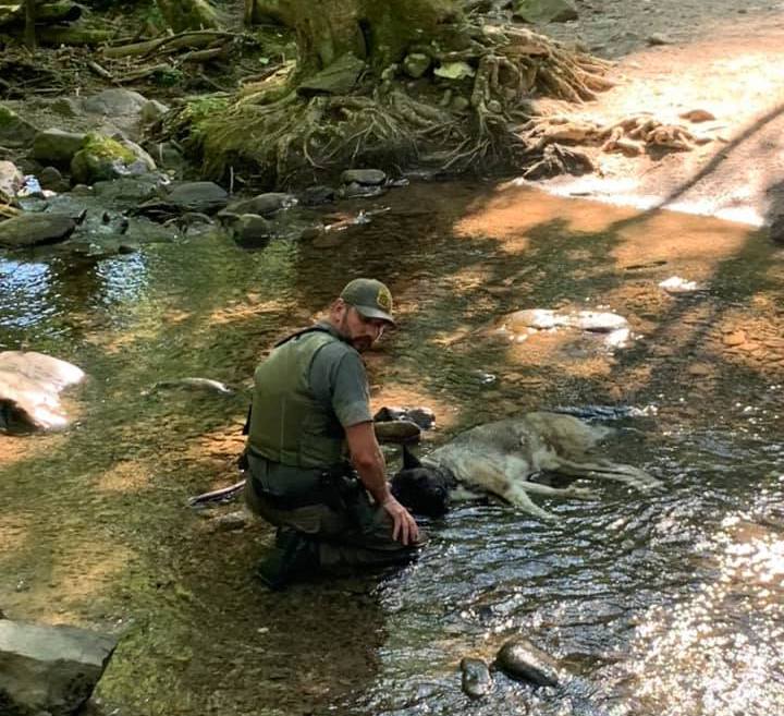 Cane disidratato salvato da un ranger