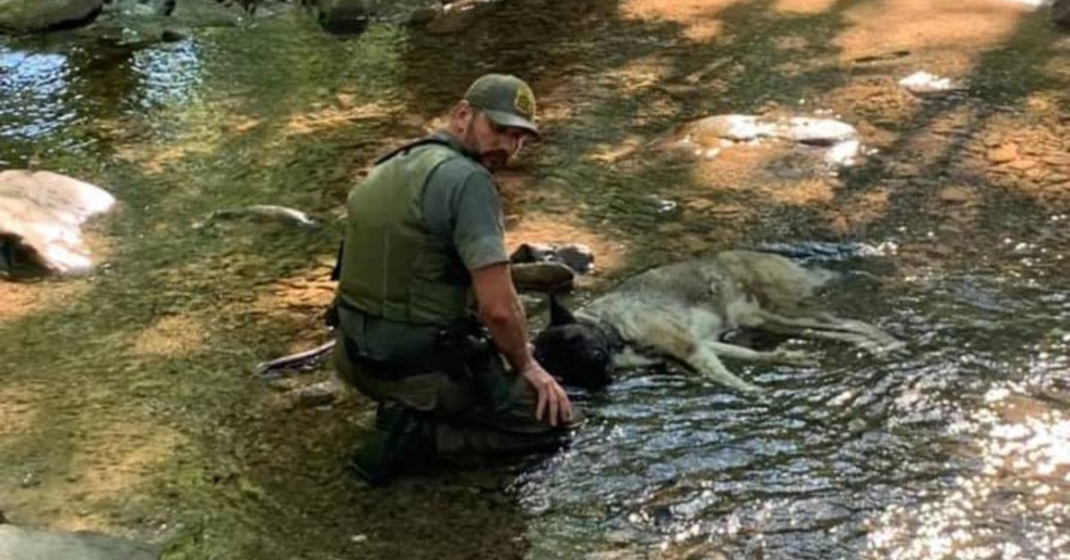 USA – Ranger salva un povero cane disidratato: lo ha caricato sulle sue spalle