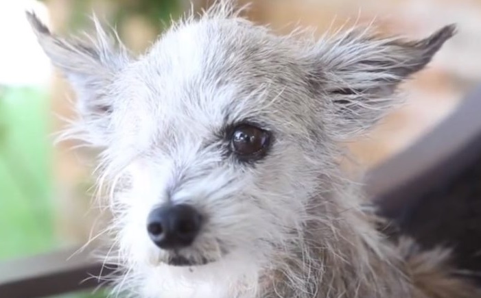 Il cane di strada