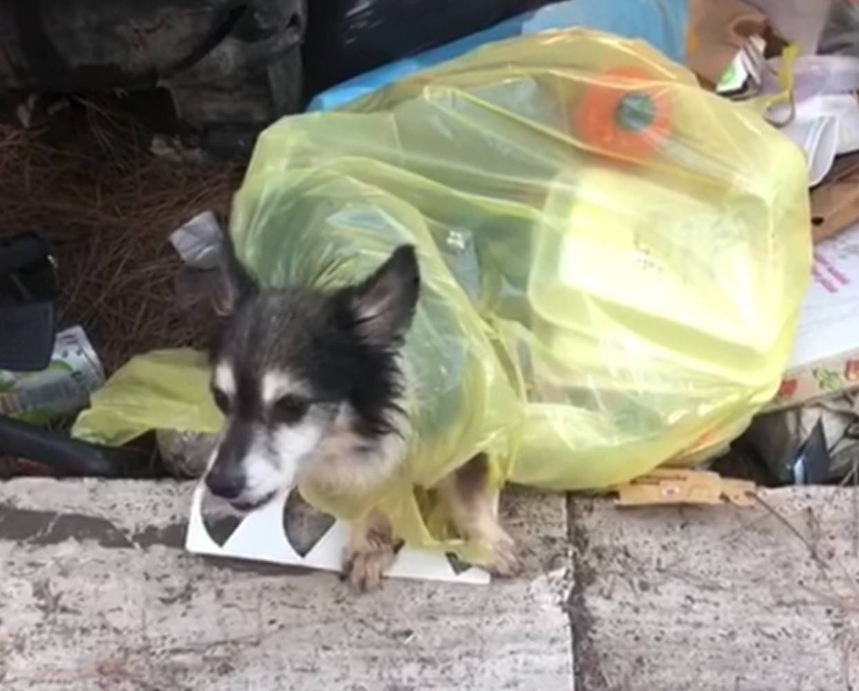 cagnolino abbandonato a Roma