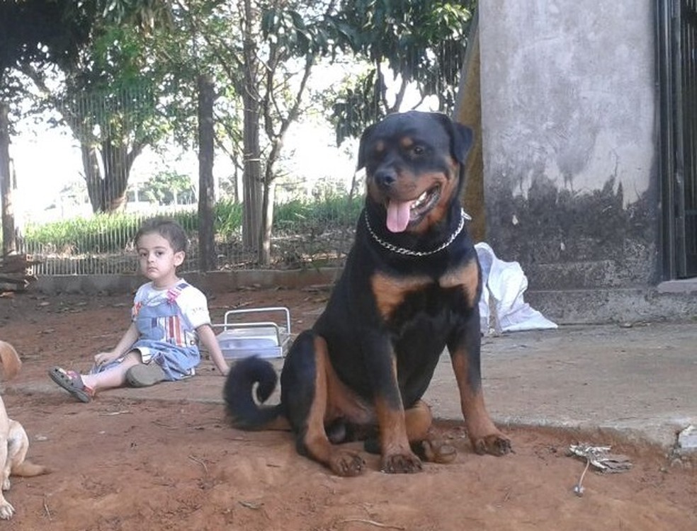 Il Rottweiler che ha salvato Enzo