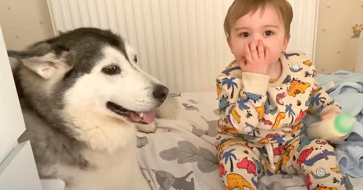 La routine notturna del piccolo Parker, insieme ai suoi 2 cani Millie e Rupert
