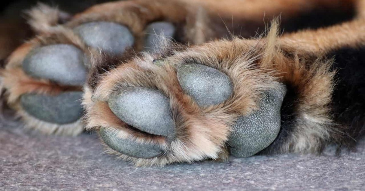 Augusta, donna ruba il cane di un anziano signore: denunciata