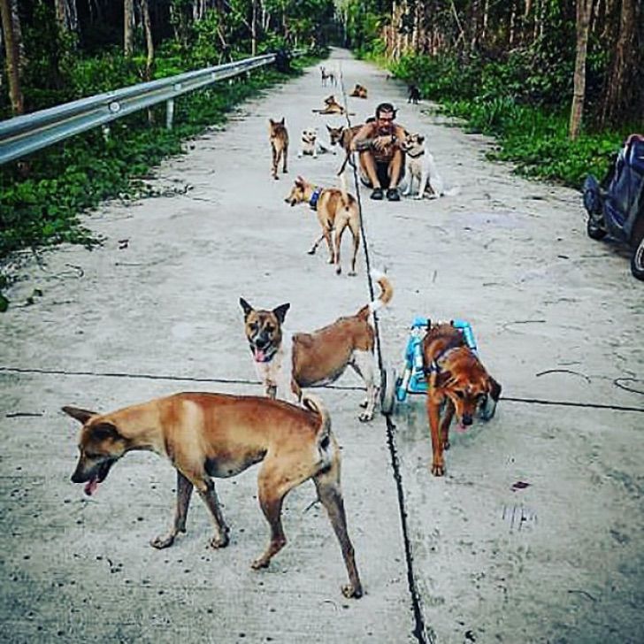 Rifugio per animali a Koh Kood