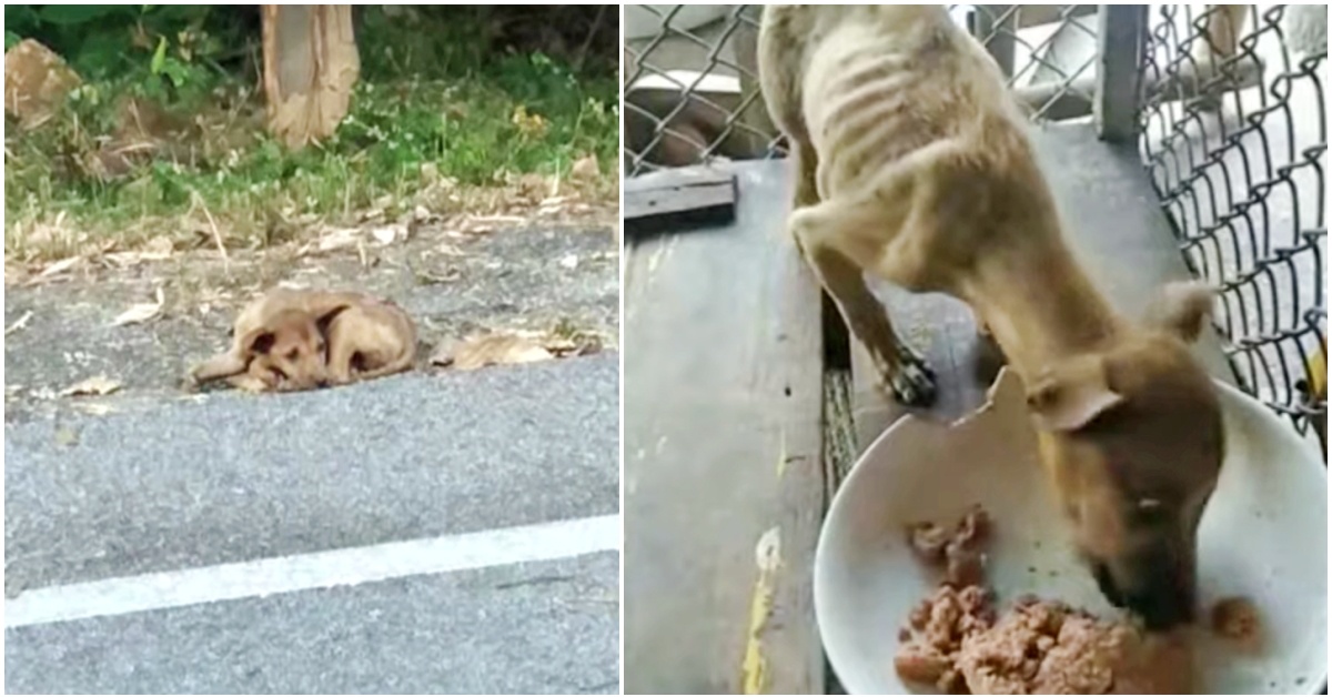 Il salvataggio di Angel, un cane che stava solo aspettando di morire