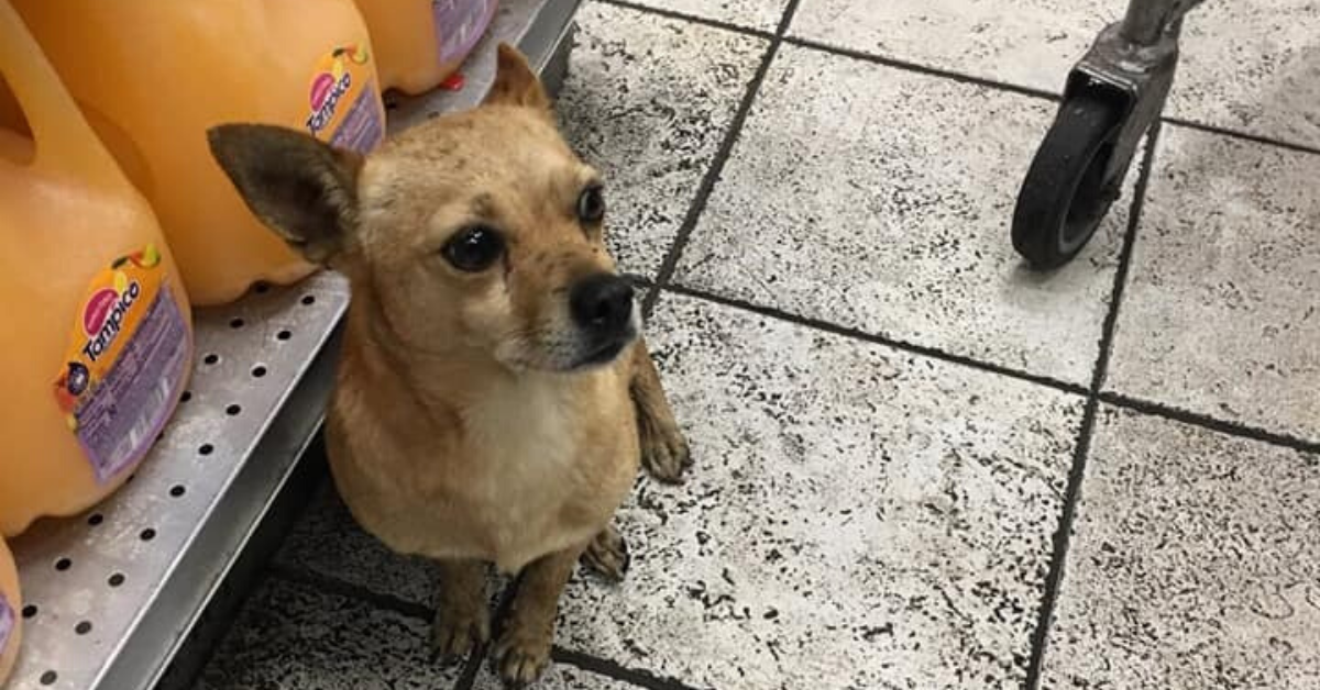 Il salvataggio di Austin, un cucciolo che si era rifugiato in un negozio di liquori