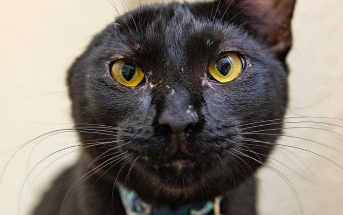 gattino nero senza un orecchio