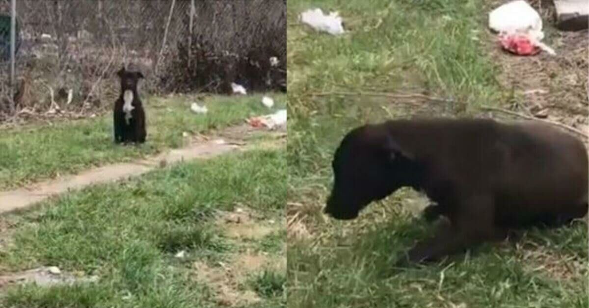 Bambini lanciano sassi contro un cane: un passante interviene