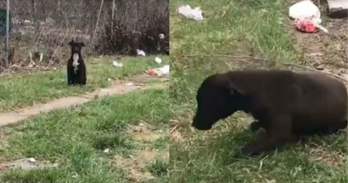 Sassi contro un cane: il divertimento dei bambini 