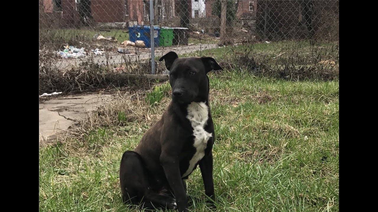 Sassi contro un cane: il divertimento dei bambini