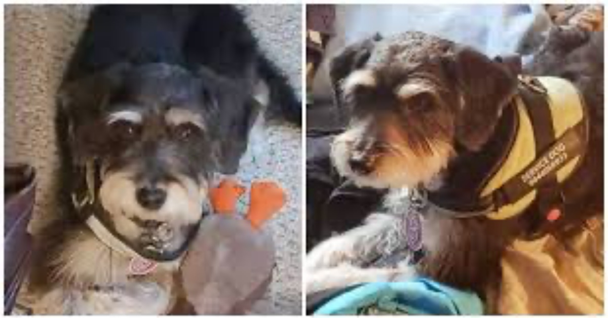 Scomparso Scrappy, il cane di servizio: la famiglia lo sta cercando ed hanno chiesto aiuto alla polizia