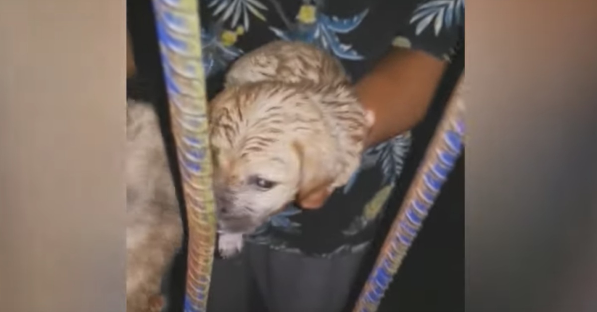 Soccorritore riceve una chiamata da una donna in lacrime: due cani stavano affogando