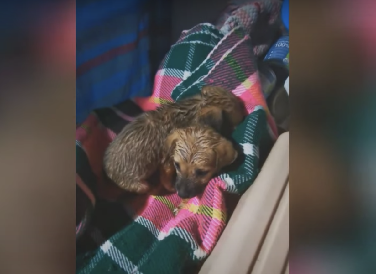 Due cuccioli salvati da un soccorritore