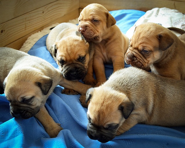 Cuccioli in cerca di una casa