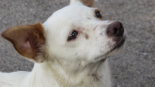 Cani maltrattati dal proprietario