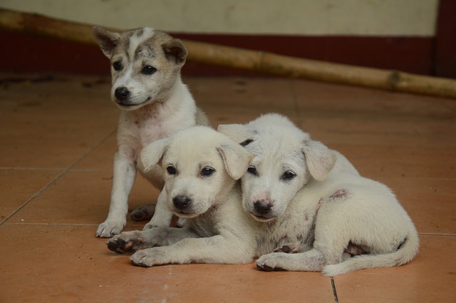 Cuccioli di cane soli