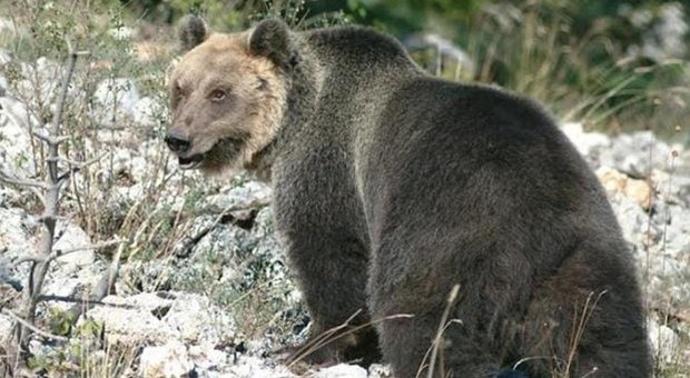 Il post della Lav: sospesa ordinanza orsa 