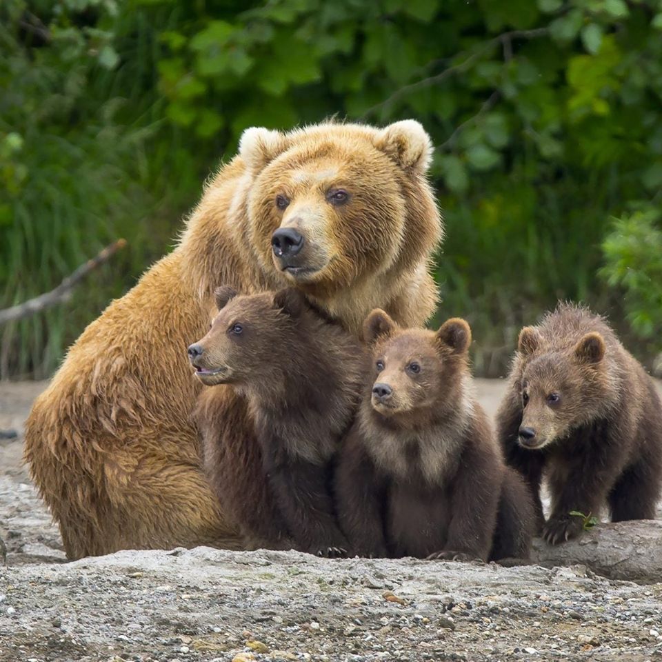 Il post della Lav: sospesa ordinanza orsa