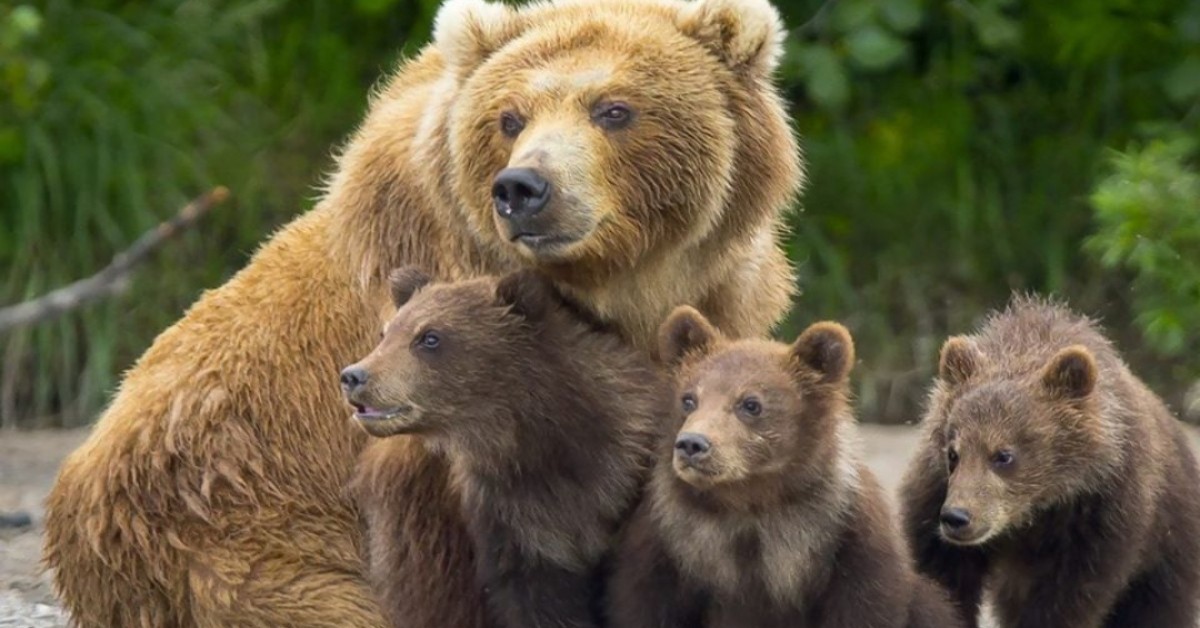 Trentino, sospesa l’ordinanza per abbattere l’orsa del Monte Peller