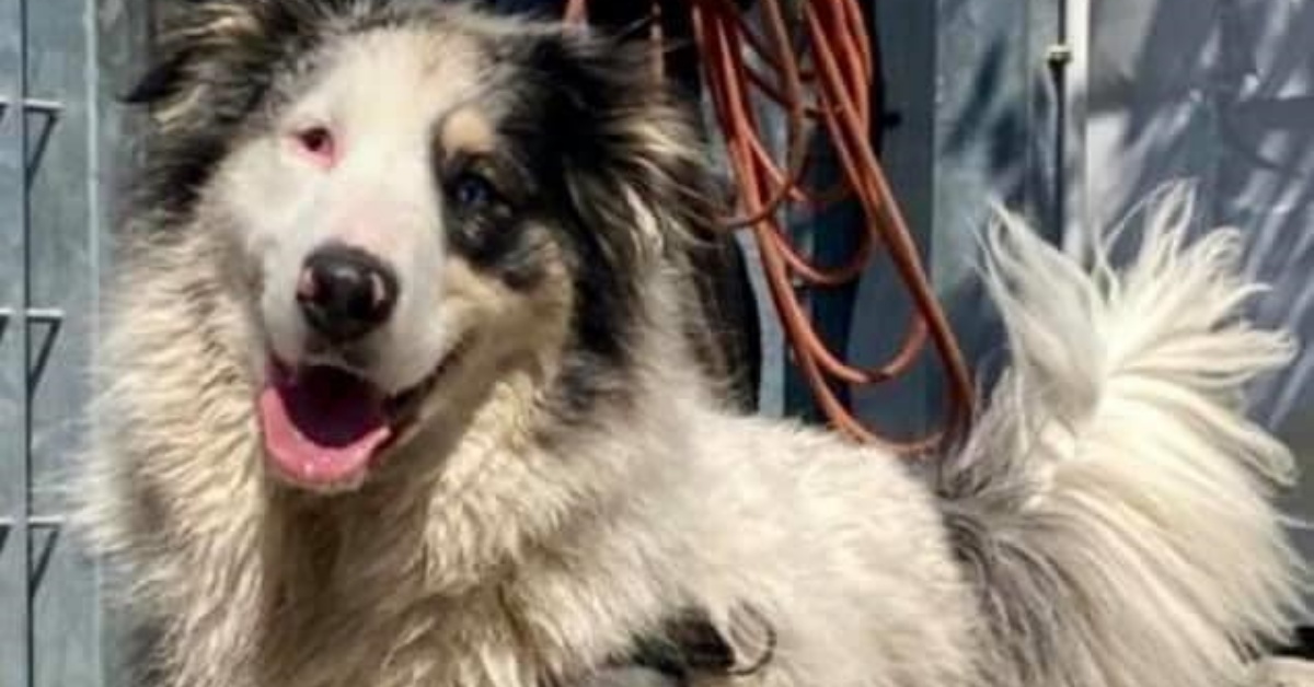 Rabbia e dolore per la morte di Sturn, il cane ingiustamente soppresso