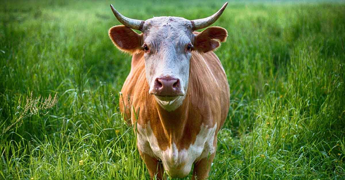 Toro insegue il camion