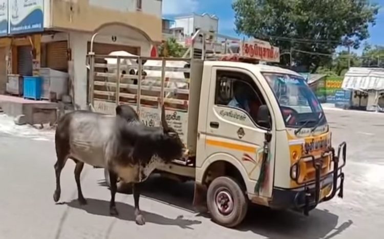 Toro non vuole lasciare la mucca