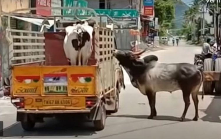 Il toro innamorato della mucca