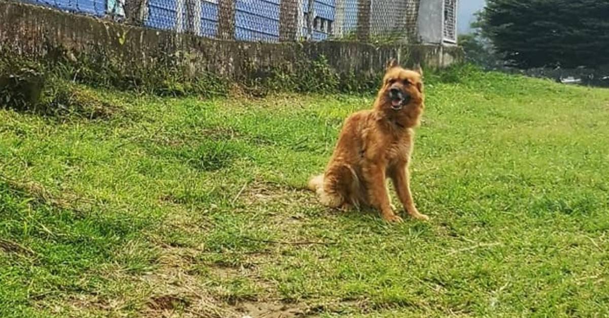 Trova una cagnolina legata e fa di tutto per aiutarla