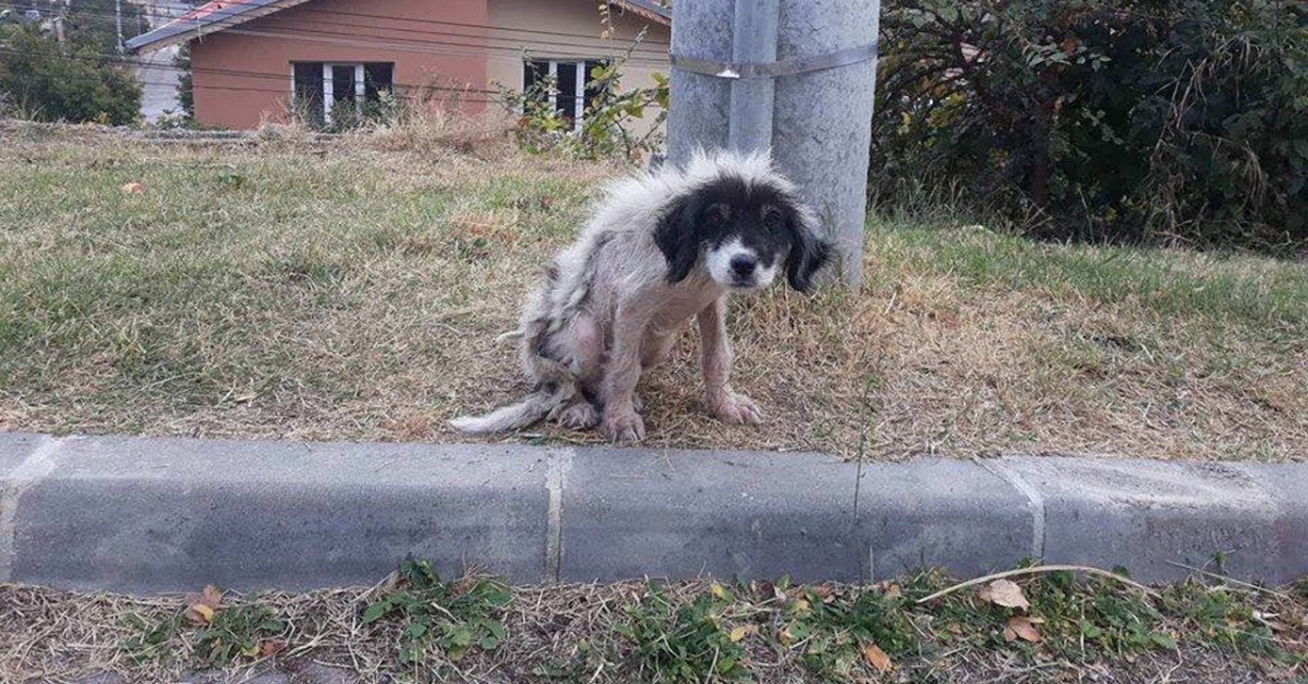 trovato cane abbandonato