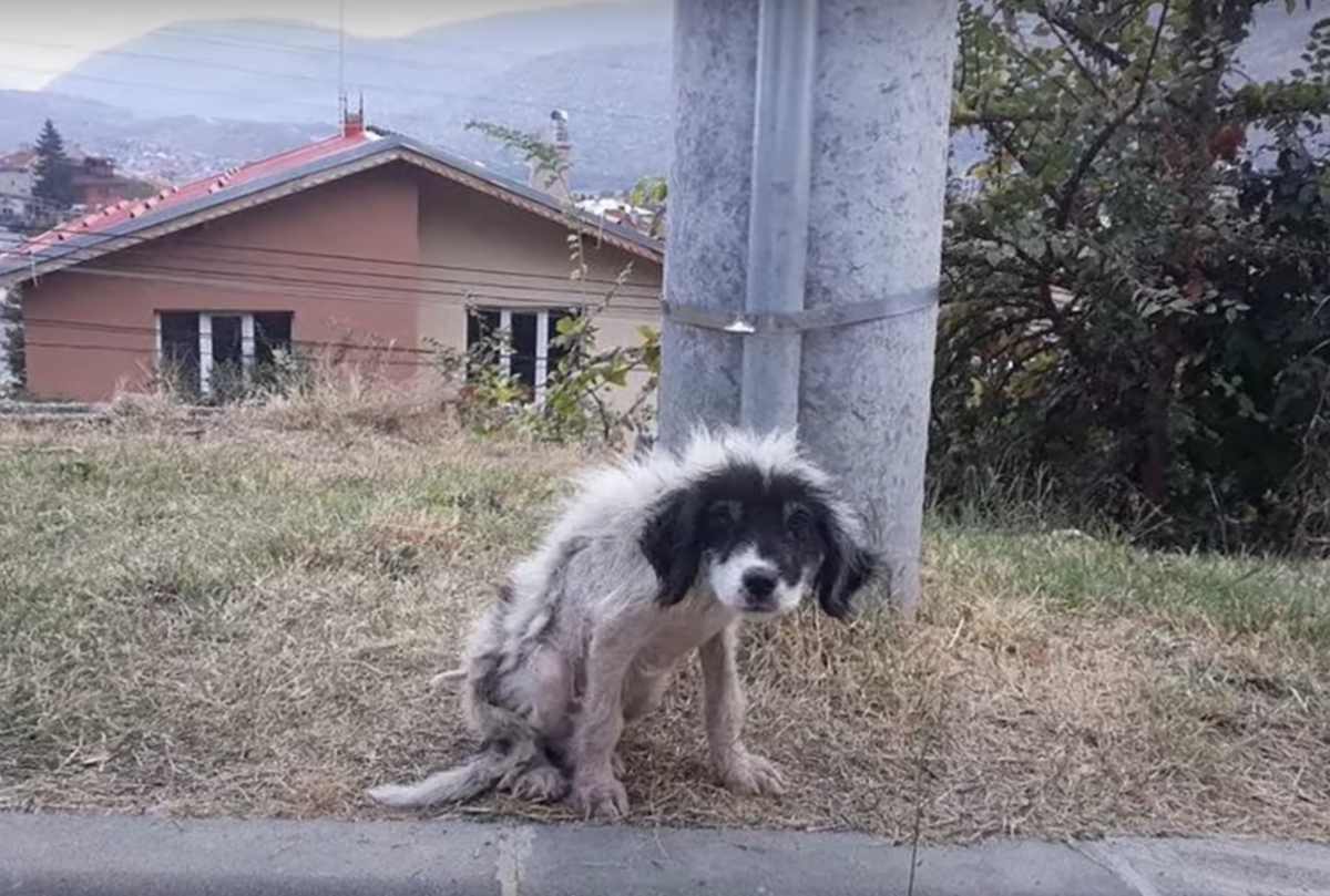 trovato cane abbandonato