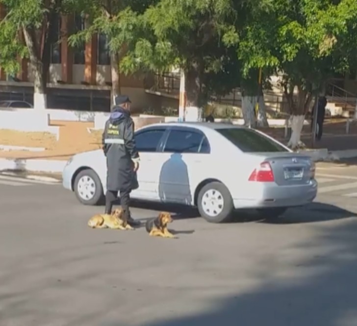 Il poliziotto amico dei cani randagi