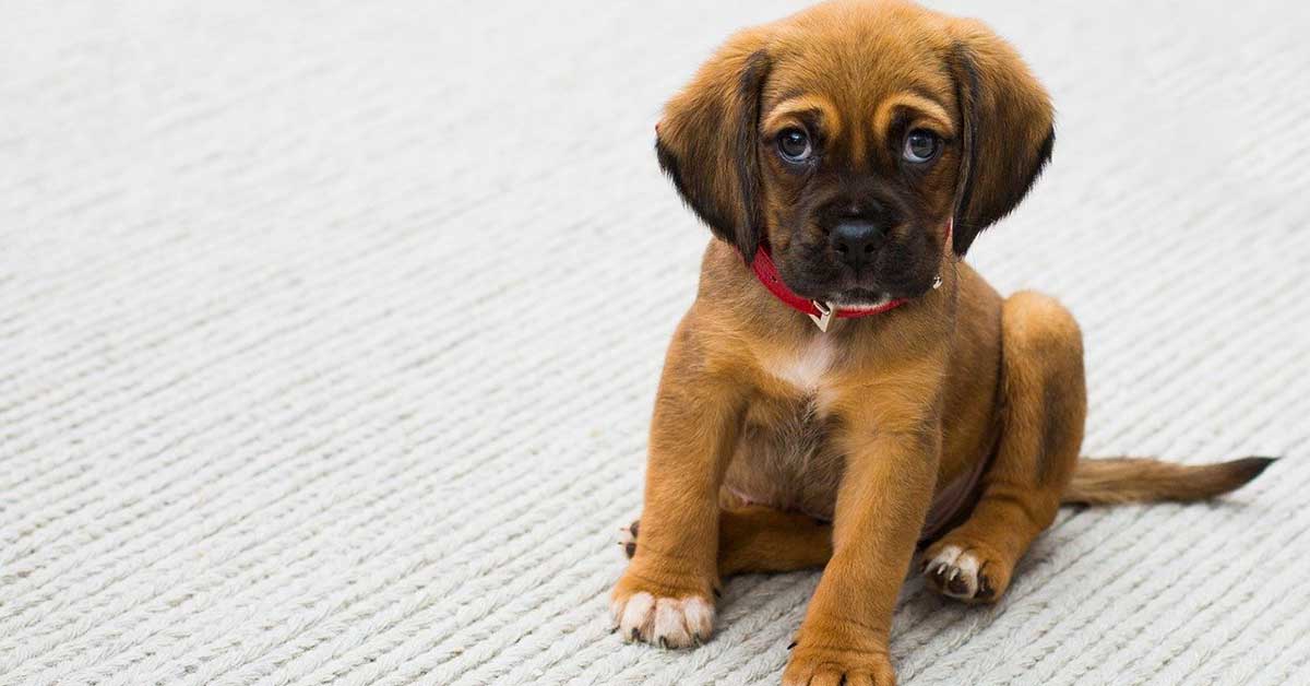 Uomo in lacrime per il cucciolo regalato