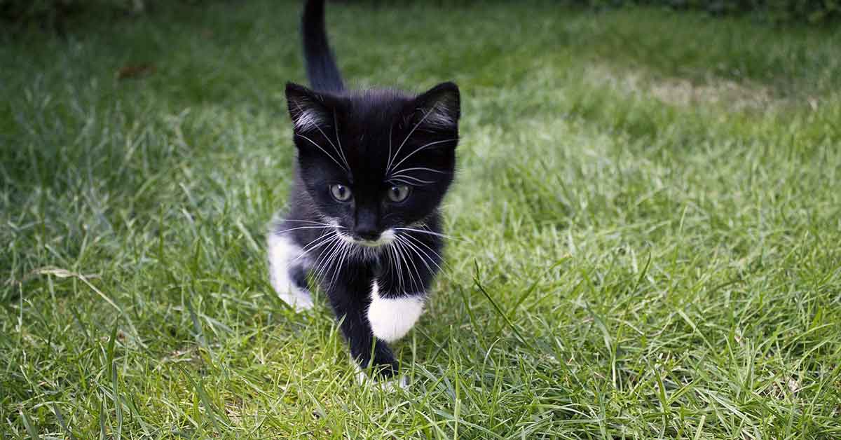 Abbandonano dei gattini in strada