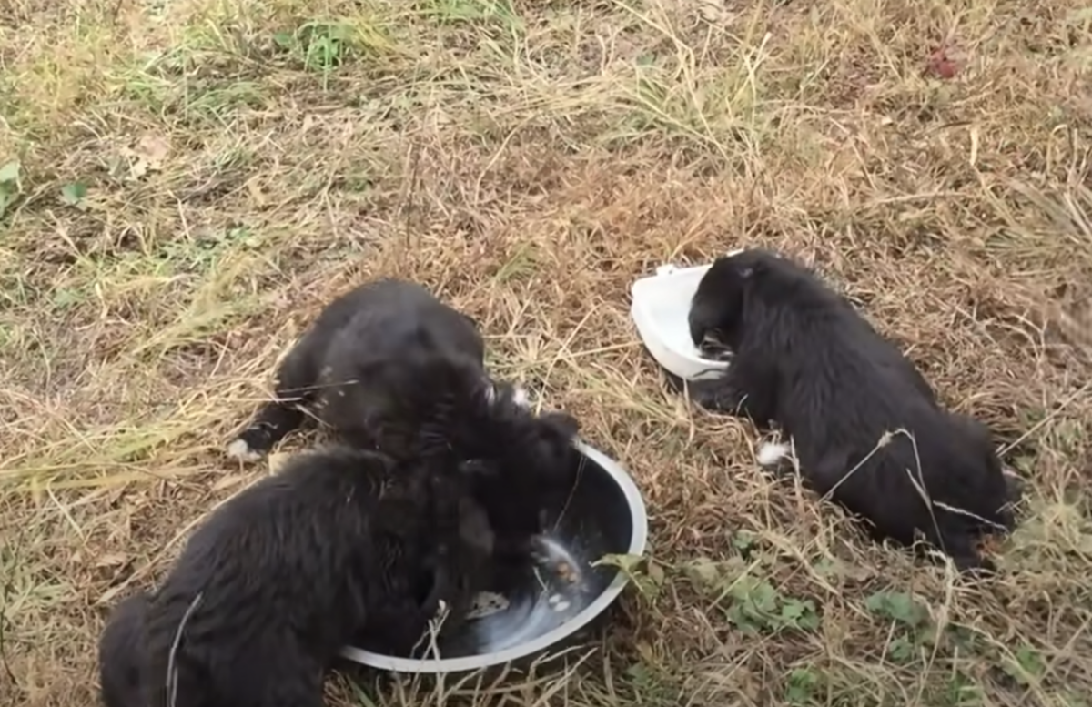 volontari salvano 3 cuccioli 