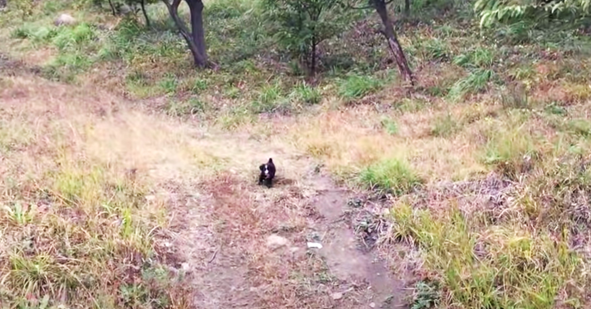 Volontari salvano 3 cuccioli abbandonati in una una strada di campagna