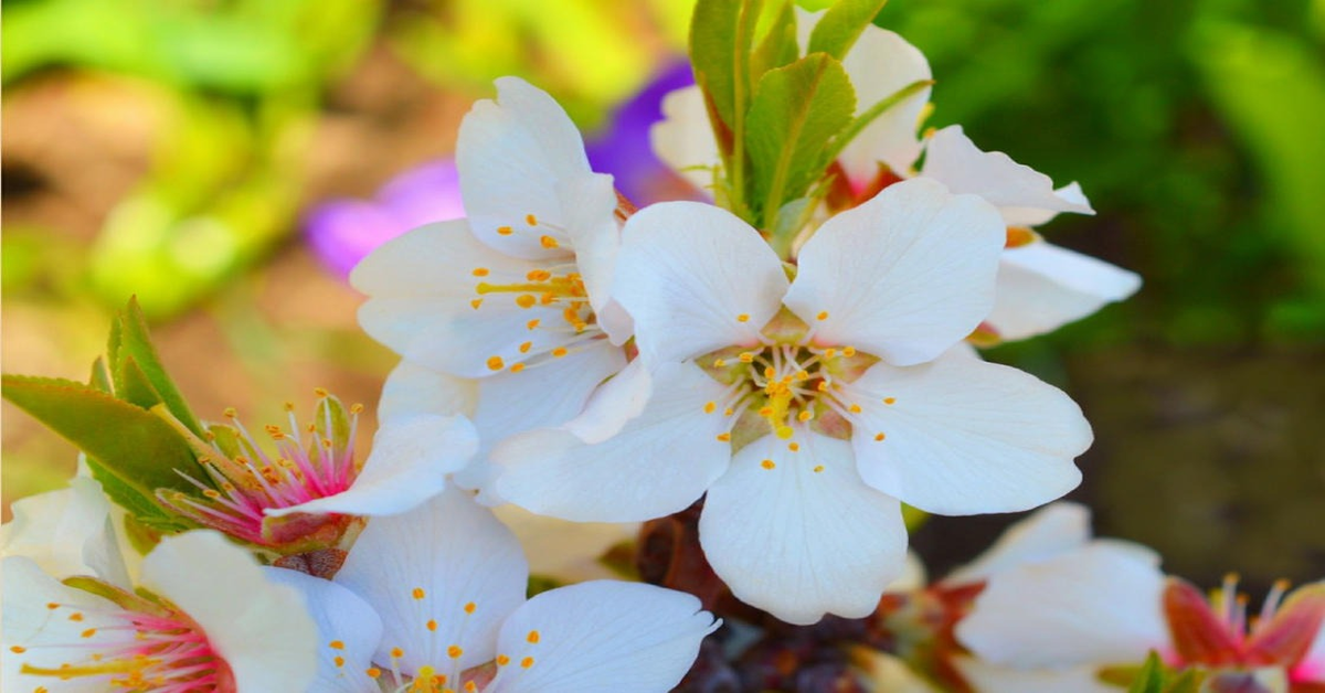 fiori bianchi