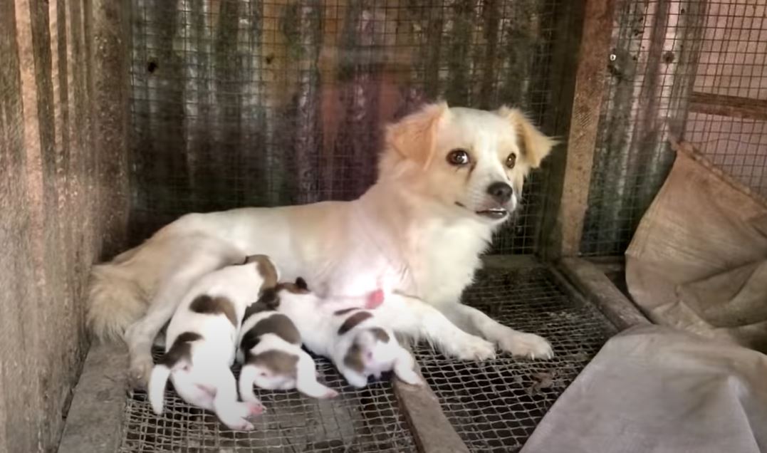 3 cuccioli nascosti