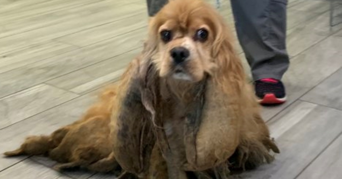 La storia di Bazel: il cagnolino intrappolato nel suo stesso pelo