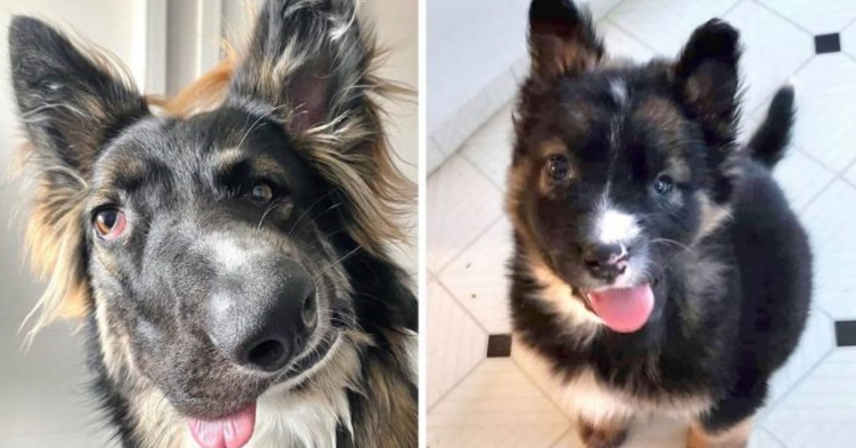 Brodie, il cane dall’aspetto speciale che ha fatto innamorare il web
