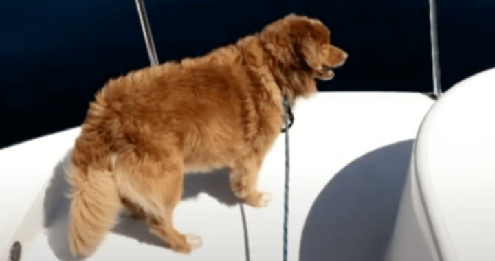 Cane salvato dall'annegamento